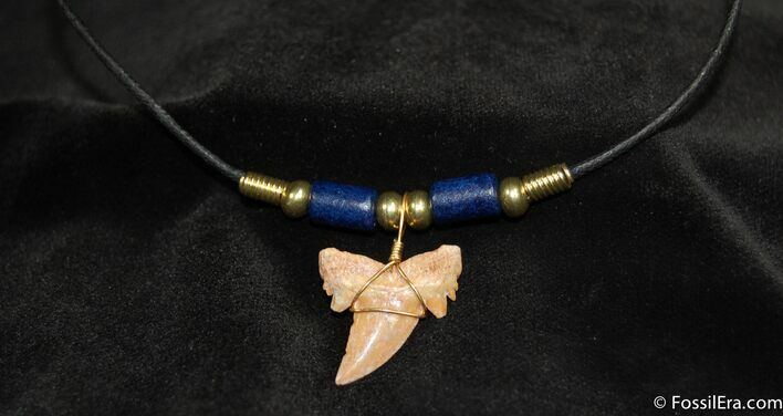 Fossil Shark Tooth Necklace #613